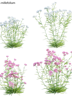 Achillea millefolium - Yarrow 01