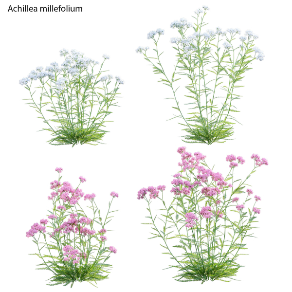 Achillea millefolium - Yarrow 01