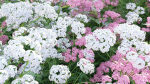 Achillea millefolium - Yarrow 01