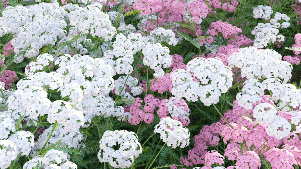 Achillea millefolium - Yarrow 01