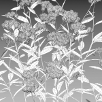 Achillea millefolium - Yarrow 01