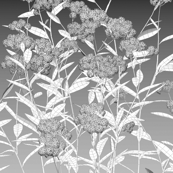 Achillea millefolium - Yarrow 01