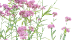 Achillea millefolium - Yarrow 01