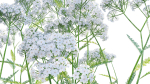Achillea millefolium - Yarrow 01