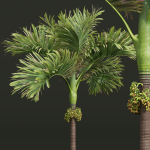 Acoelorrhaphe Wrightii and Borassus Flabellifer