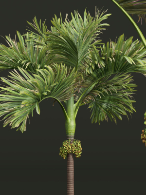 acoelorrhaphe-wrightii-and-borassus-flabellifer-3d-model-max-obj-fbx-mat