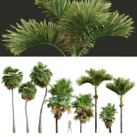Acoelorrhaphe Wrightii and Borassus Flabellifer