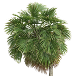 Acoelorrhaphe Wrightii and Borassus Flabellifer