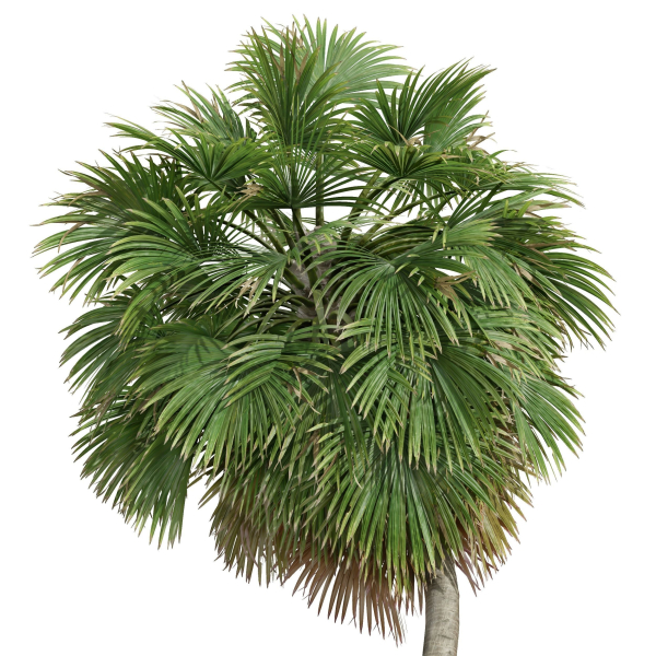 Acoelorrhaphe Wrightii and Borassus Flabellifer