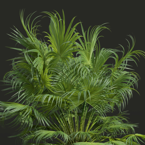 Acoelorrhaphe Wrightii and Borassus Flabellifer
