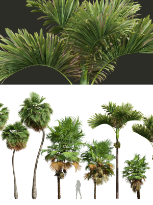 Acoelorrhaphe Wrightii and Borassus Flabellifer