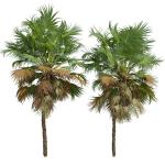 Acoelorrhaphe Wrightii and Borassus Flabellifer