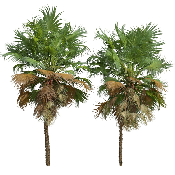 Acoelorrhaphe Wrightii and Borassus Flabellifer