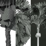 Acoelorrhaphe Wrightii and Borassus Flabellifer