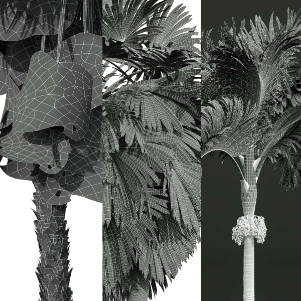 Acoelorrhaphe Wrightii and Borassus Flabellifer