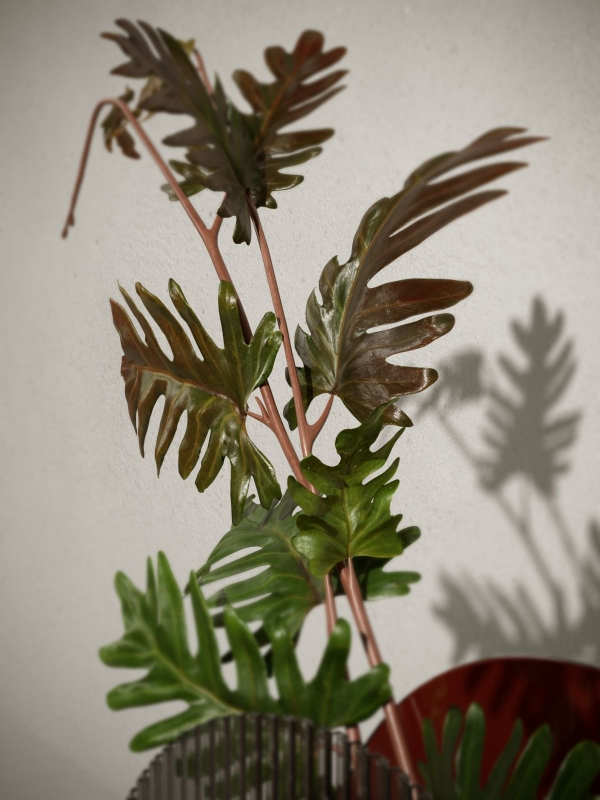 Acrylic Vase with Philodendron