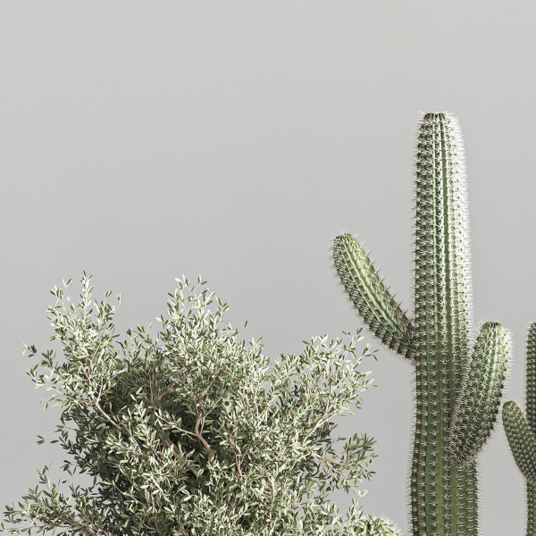 actus  Plant vol 01