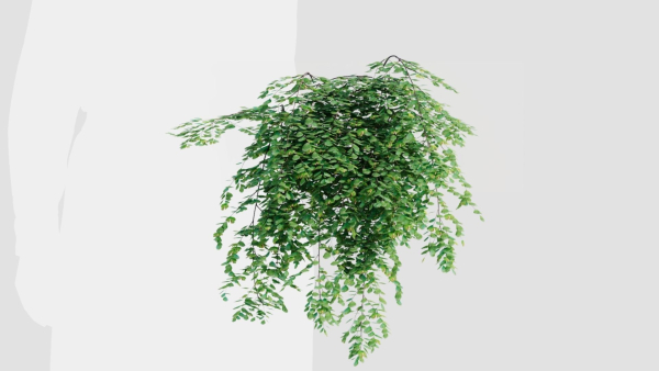 Adiantum venustum a