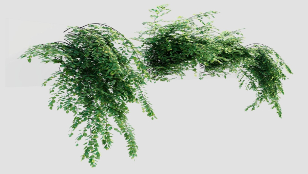 Adiantum venustum a