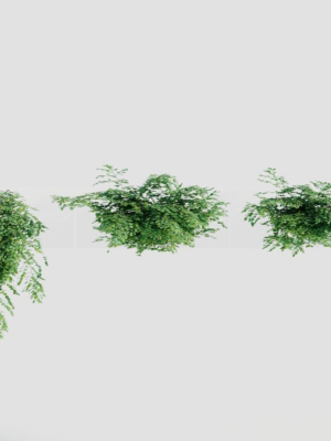 Adiantum venustum a