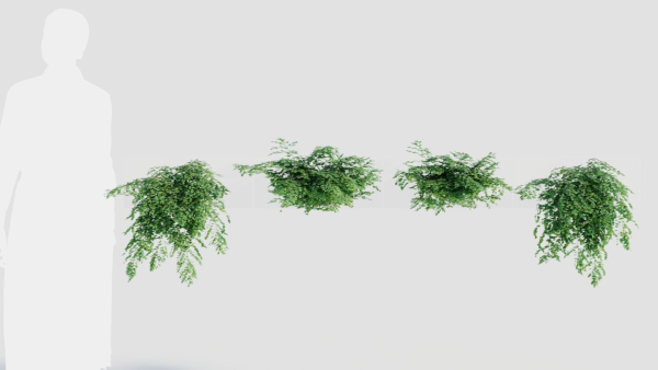 Adiantum venustum a