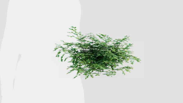 Adiantum venustum a