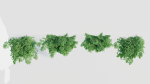 Adiantum venustum a