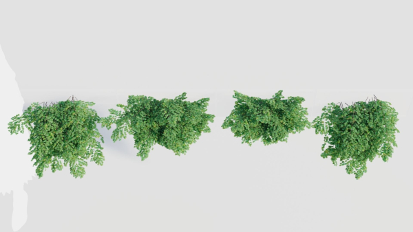 Adiantum venustum a