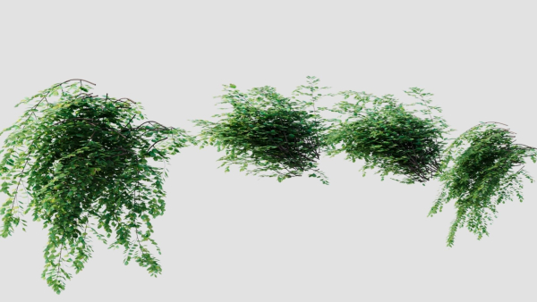 Adiantum venustum a