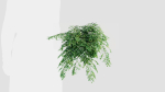 Adiantum venustum a