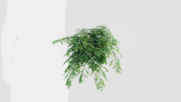 Adiantum venustum a