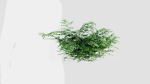 Adiantum venustum a