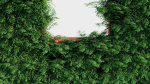 Adiantum venustum a