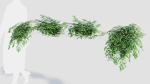 Adiantum venustum a