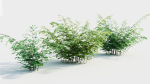 Adiantum venustum b