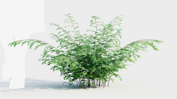 Adiantum venustum b