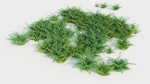 Adiantum venustum b