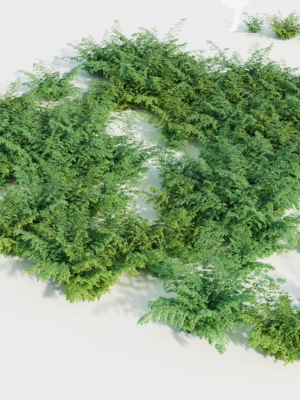 adiantum-venustum-b-3d-model-710ba7f71b