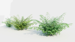 Adiantum venustum b