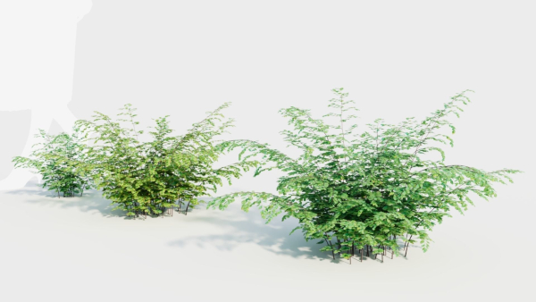 Adiantum venustum b