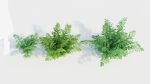 Adiantum venustum b