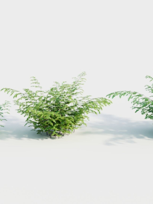 Adiantum venustum b