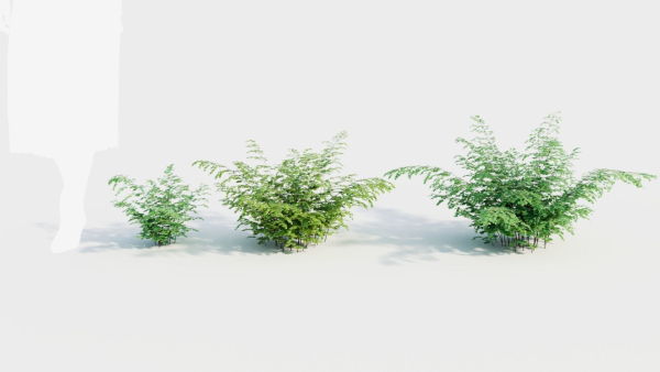 Adiantum venustum b