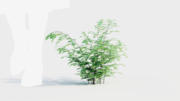 Adiantum venustum b