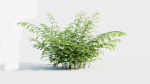 Adiantum venustum b