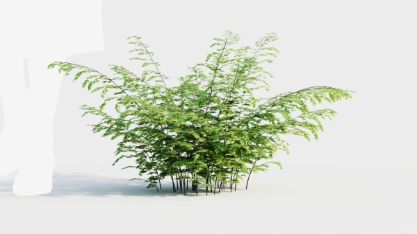 Adiantum venustum b