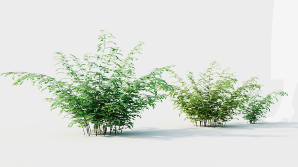 Adiantum venustum b