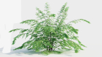 Adiantum venustum c