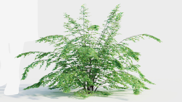 Adiantum venustum c