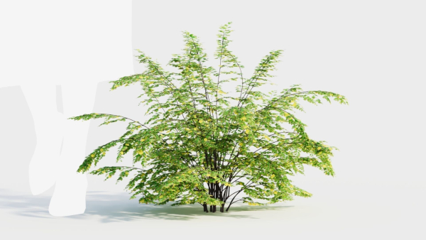 Adiantum venustum c